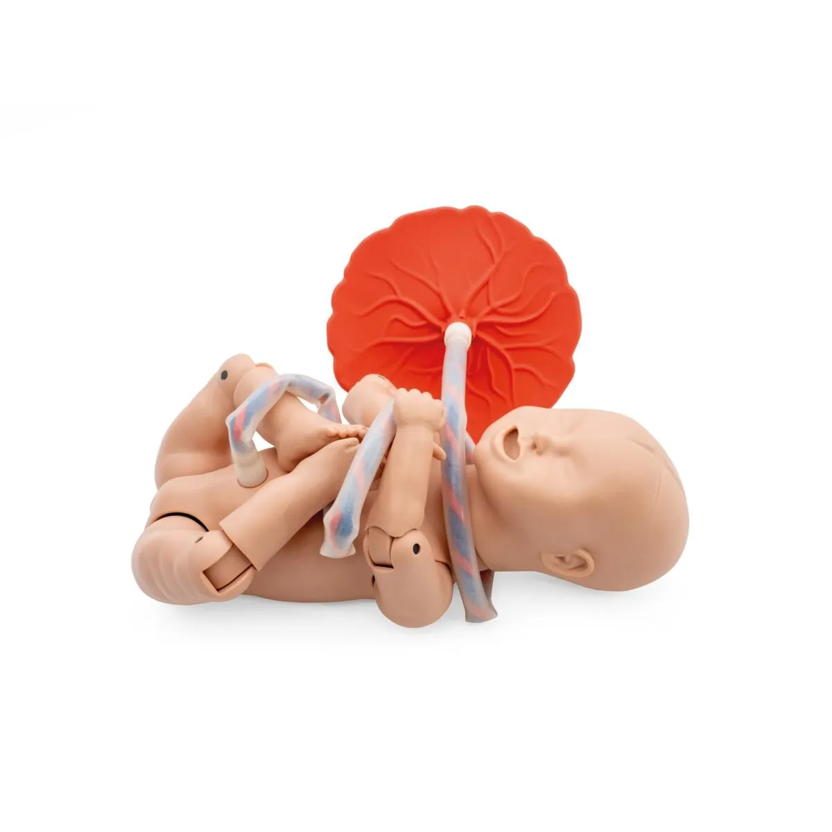 3B Birthing Simulator Basic
