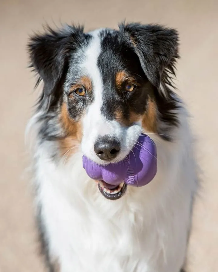 KONG Senior - Purple