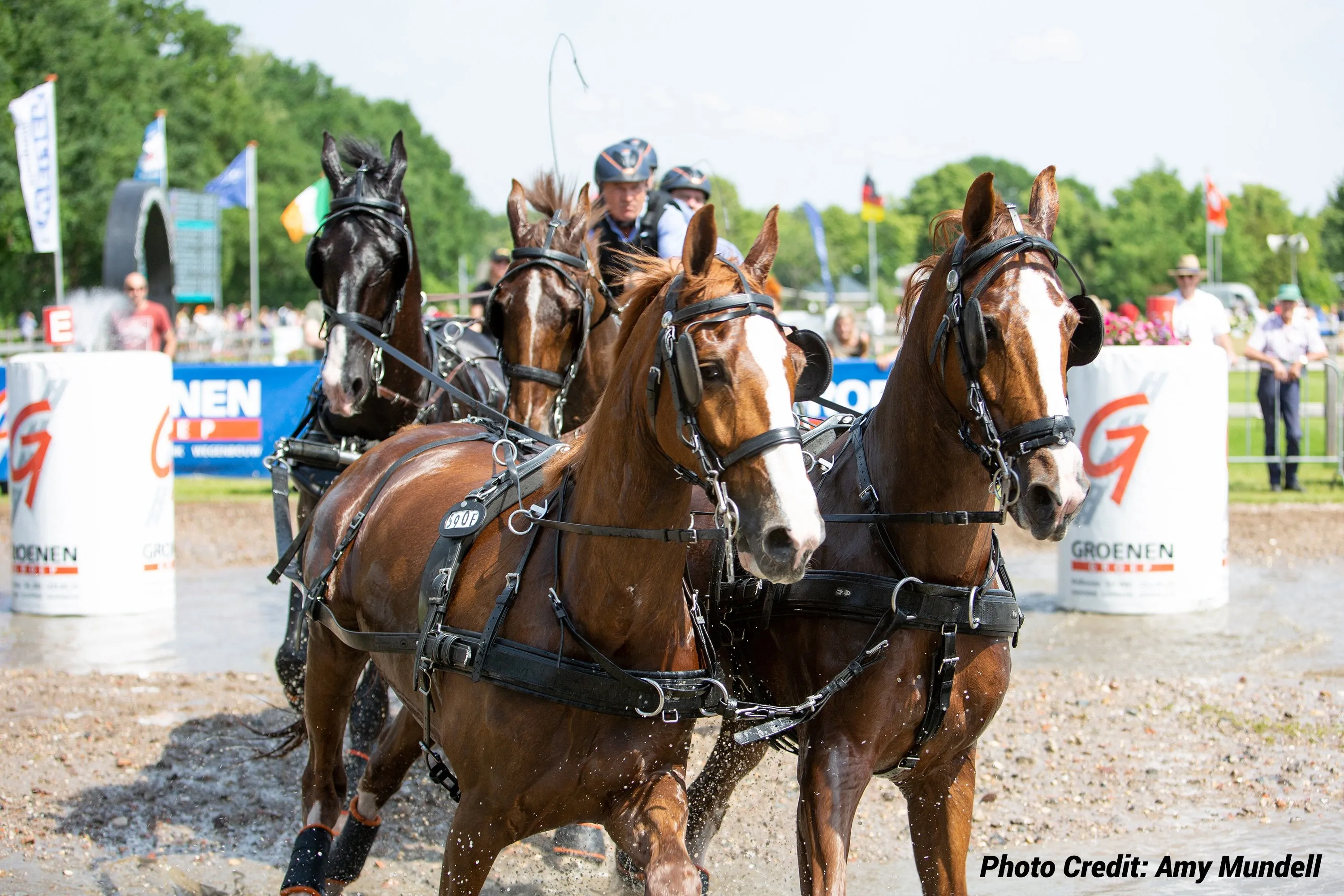Zilco Elite Team Harness