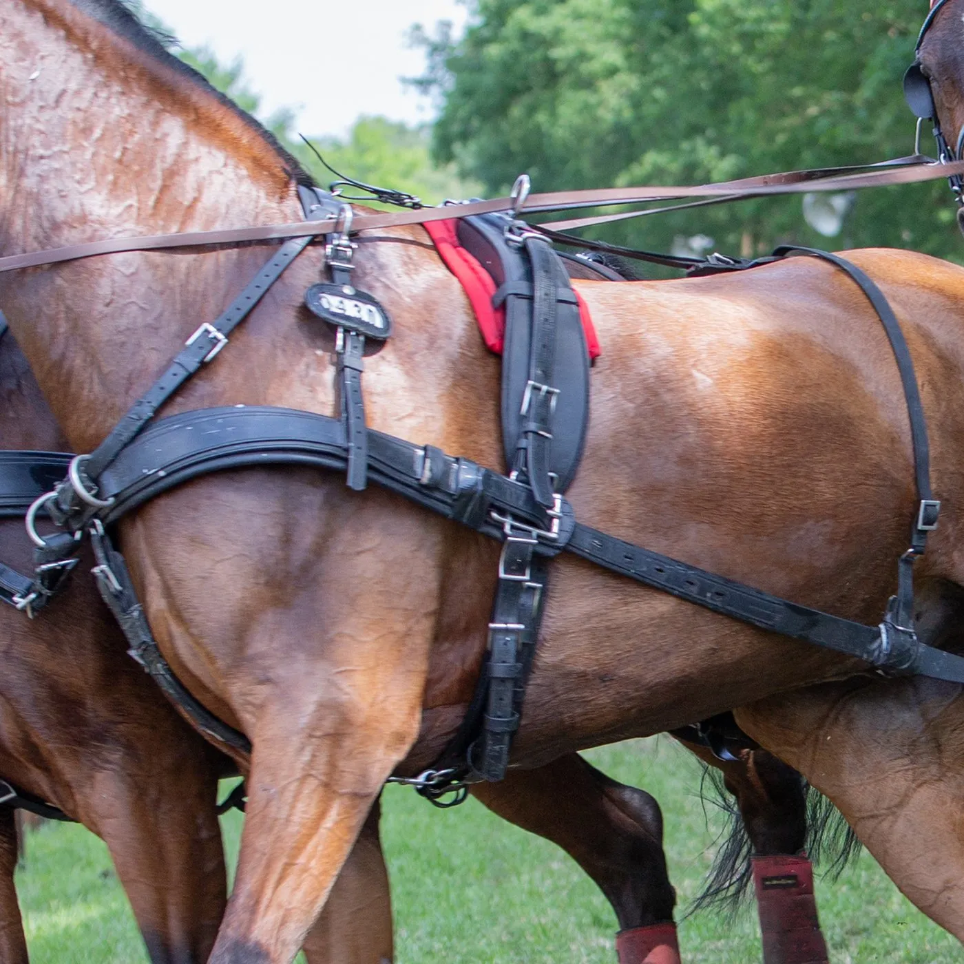 Zilco Elite Team Harness