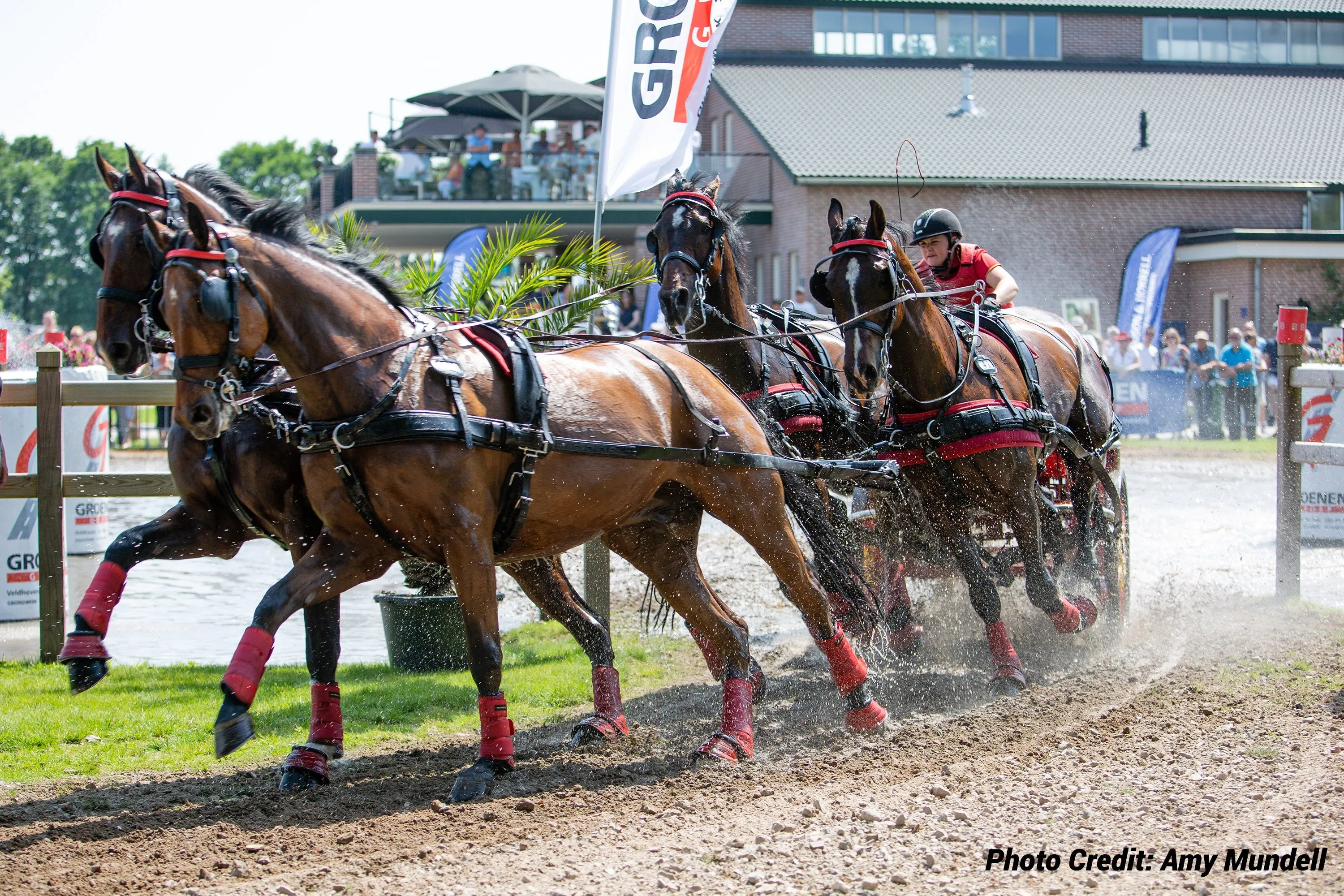 Zilco Elite Team Harness