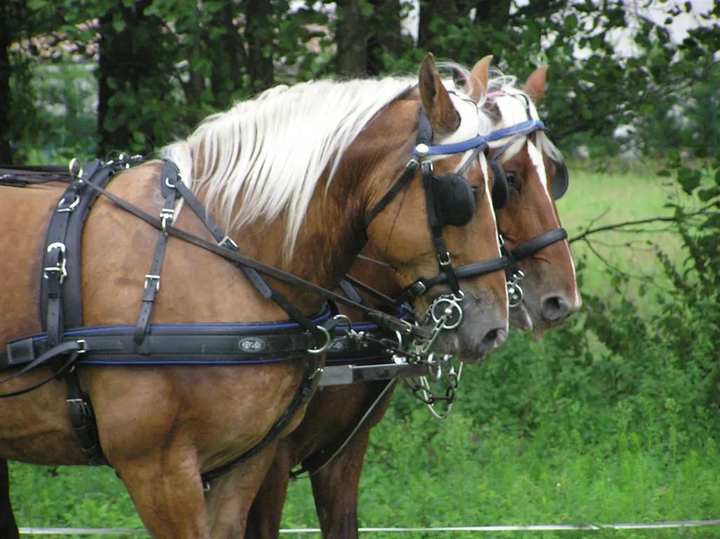 Zilco ZGB Pair Harness