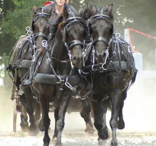 Zilco ZGB Team Harness